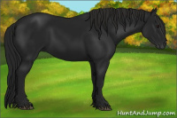 Horse Color:Gray Black 
