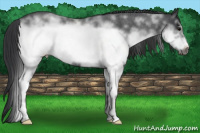 Horse Color:White Spotted Blue Roan Frame