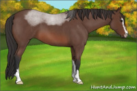 Horse Color:Bay Roan Sabino