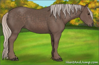 Horse Color:Silver Black