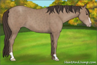 Horse Color:Classic Champagne Sabino 