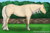 Horse Color:Palomino Roan 