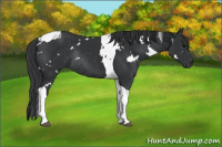 Horse Color:White Spotted Brown Tobiano Rabicano 