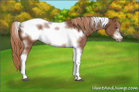 Horse Color:Chestnut Tobiano Frame 