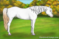 Horse Color:Buckskin Roan Dun Appaloosa 