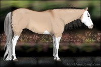 Horse Color:Bay Dun Splash 