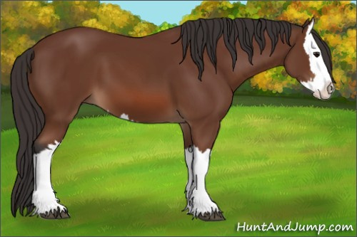 Horse Color: Unknown 