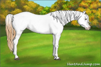 Horse Color:Buckskin Roan Dun Appaloosa