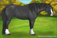 Horse Color:Blue Roan Splash 