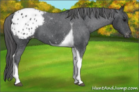 Horse Color:Black Tobiano Appaloosa 