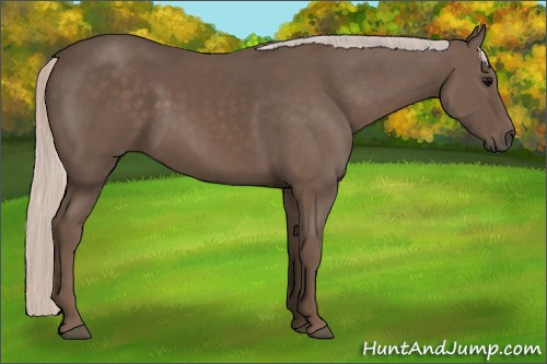 Horse Color: Silver Black 
