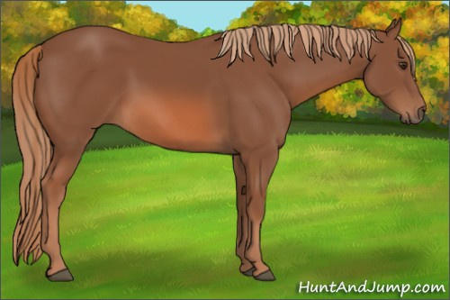 Horse Color: Liver Chestnut 