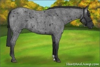Horse Color:Blue Roan Rabicano