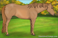 Horse Color:Chestnut Sabino 