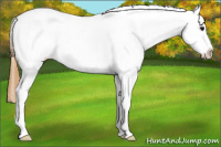 Horse Color:Buckskin Appaloosa Rabicano 