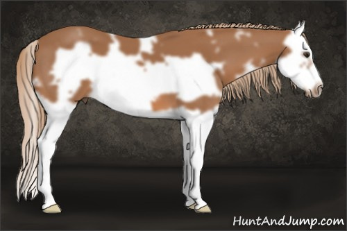 Horse Color: White Spotted Liver Chestnut Splash Frame 