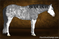 Horse Color:Black Ice Splash Rabicano 