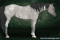 Horse Color:Grullo Ice Roan Rabicano