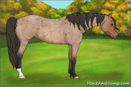 Horse Color: Bay Roan 