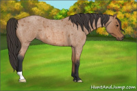 Horse Color:Bay Roan 