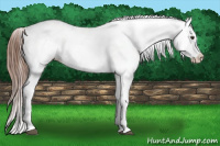 Horse Color:Chestnut Appaloosa 