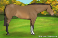Horse Color:Buckskin 