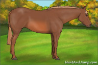 Horse Color:Liver Chestnut 