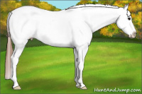 Horse Color:White Spotted Bay Appaloosa