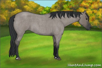 Horse Color:Grullo Roan 