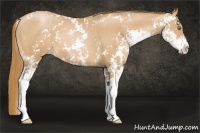 Horse Color:Chestnut Pearl Sabino