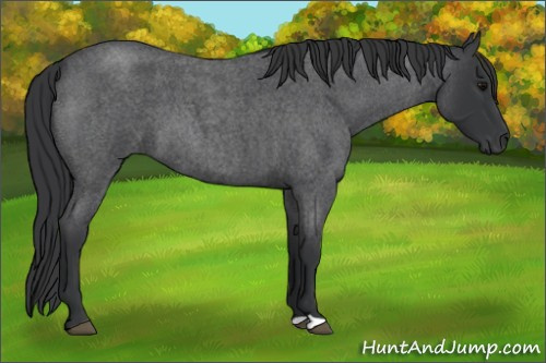 Horse Color: Blue Roan 