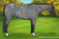 Horse Color:Blue Roan