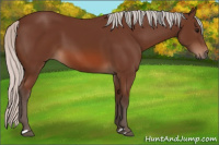 Horse Color:Silver Bay 