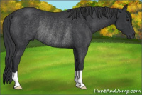 Horse Color:Brown Rabicano 