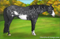 Horse Color:Brown Ice Frame 