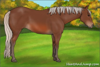 Horse Color:Silver Bay 