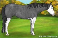 Horse Color:Brown Roan Splash 