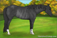 Horse Color:Brown Rabicano 