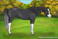 Horse Color:Blue Roan Splash 