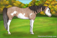 Horse Color:Bay Roan Splash Frame