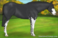 Horse Color:Black Sabino
