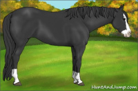Horse Color:Black Splash