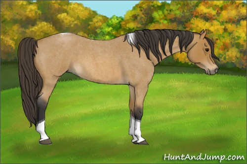 Horse Color: Buckskin Roan Tobiano 