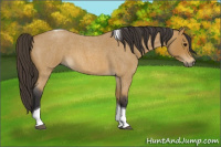 Horse Color:Buckskin Roan Tobiano 