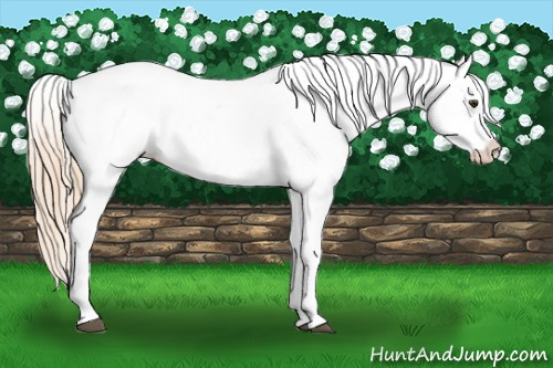 Horse Color: Palomino Blanket 