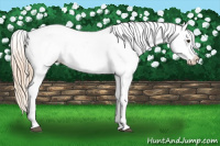 Horse Color:Palomino Appaloosa 