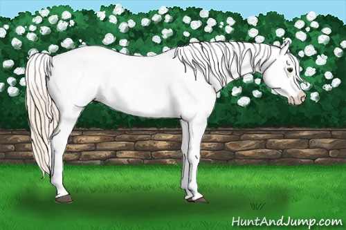 Horse Color: Palomino Blanket 