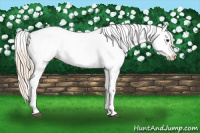 Horse Color:Palomino Appaloosa 