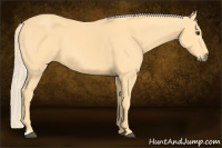 Horse Color:Palomino 
