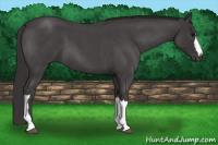 Horse Color:Smoky Blue Roan 